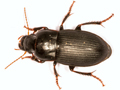 Harpalus tardus